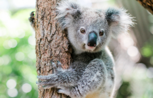 Koalas Face Extinction: Causes and Conservation Efforts