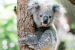 Koalas Face Extinction: Causes and Conservation Efforts