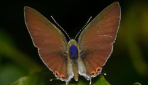 Rare Butterfly Hosts on Terrestrial Orchid in Nilgiris