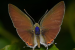 Rare Butterfly Hosts on Terrestrial Orchid in Nilgiris