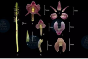 New Orchid Species Discovered in Assam – Current Updates (October, 2024)