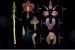 New Orchid Species Discovered in Assam – Current Updates (October, 2024)