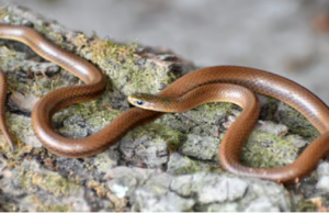 New Snake Species Named After Leonardo DiCaprio