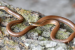 New Snake Species Named After Leonardo DiCaprio