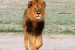 Investigation Launched into Lion Poaching in Zimbabwe