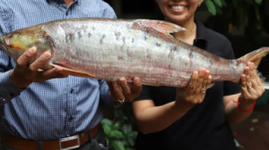 Rediscovery of Giant Salmon Carp in Mekong River