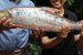 Rediscovery of Giant Salmon Carp in Mekong River