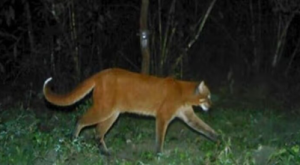 Asiatic Golden Cat Rediscovered in Manas National Park