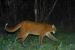 Asiatic Golden Cat Rediscovered in Manas National Park