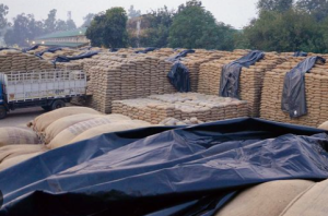 Paddy Procurement Crisis in Punjab