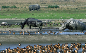 India Ranks 176th in the Global Nature Conservation Index (NCI) 2024