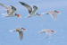 Rare Indian Skimmers Spotted at Lower Manair Dam