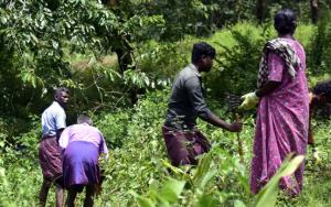 Kadar Tribe Leads Forest Restoration in Kerala