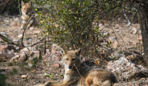 Pune Forest Department Proposes Mizo-Carnivorous Conservation Project