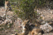 Pune Forest Department Proposes Mizo-Carnivorous Conservation Project