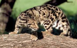 Potential Reintroduction of Clouded Leopard in Taiwan