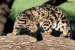 Potential Reintroduction of Clouded Leopard in Taiwan