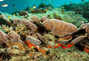 Fossil Fuel Expansion Threatens Coral Triangle Biodiversity