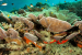 Fossil Fuel Expansion Threatens Coral Triangle Biodiversity