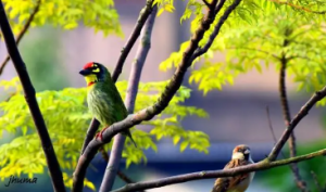 Assam Bird Sanctuary Faces 70% Species Decline