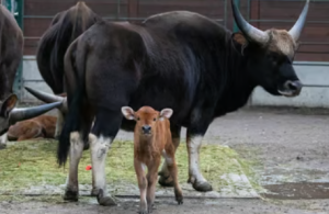 India Releases Standard Veterinary Treatment Guidelines for Animals