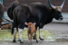 India Releases Standard Veterinary Treatment Guidelines for Animals