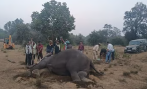 Elephant Deaths Linked to Toxic Kodo Millet in India