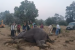 Elephant Deaths Linked to Toxic Kodo Millet in India