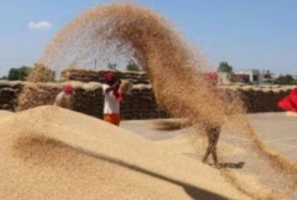 Punjab’s Hybrid Rice Controversy