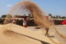 Punjab’s Hybrid Rice Controversy