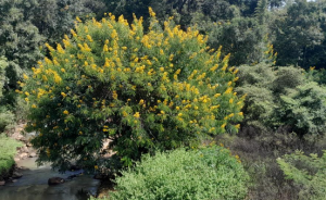 Tamil Nadu Court Advances Invasive Species Eradication Efforts