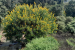 Tamil Nadu Court Advances Invasive Species Eradication Efforts