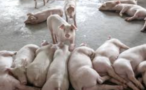 Avian Influenza A (H5N1) Detected in Oregon Pig
