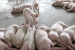 Avian Influenza A (H5N1) Detected in Oregon Pig