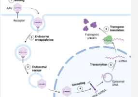 RNA Editing Revolutionizes Genetic Disorder Treatments