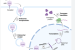 RNA Editing Revolutionizes Genetic Disorder Treatments