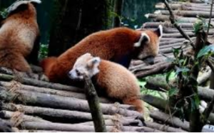 Darjeeling Zoo’s Innovative Conservation for Endangered Species