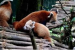 Darjeeling Zoo’s Innovative Conservation for Endangered Species