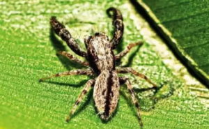 New Jumping Spider Species Discovered in Pune