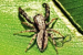 New Jumping Spider Species Discovered in Pune