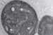 Discovery of Novel Cyanobacteria Strain Chonkus
