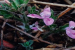 Dicliptera polymorpha: New Fire-Resilient Plant Species Discovered