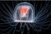 Turritopsis dohrnii: The Immortal Jellyfish