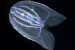 Mnemiopsis leidyi: The Time-Traveling Comb Jelly