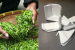 IISc Researchers Developed Revolutionary Eco-Friendly Biodegradable Foam