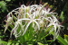 Crinum Andhricum: New Flowering Plant Discovered in Eastern Ghats
