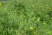 Tamil Nadu Tackles Invasive Plant Threat