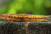 Discovery of New Freshwater Fish Genus Koima