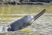 Clean Ganga Mission to Start Dolphin Ambulance