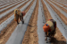 Odisha Launches ‘Compendium of Regenerative Agriculture’